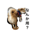 柴犬ナナの日常です！（個別スタンプ：5）