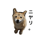 柴犬ナナの日常です！（個別スタンプ：6）