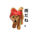 柴犬ナナの日常です！（個別スタンプ：7）