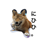 柴犬ナナの日常です！（個別スタンプ：8）