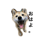 柴犬ナナの日常です！（個別スタンプ：9）
