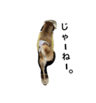 柴犬ナナの日常です！（個別スタンプ：10）