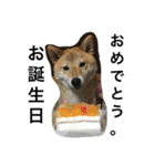 柴犬ナナの日常です！（個別スタンプ：11）