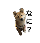 柴犬ナナの日常です！（個別スタンプ：13）