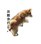 柴犬ナナの日常です！（個別スタンプ：14）