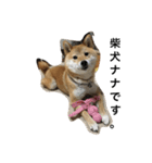 柴犬ナナの日常です！（個別スタンプ：15）