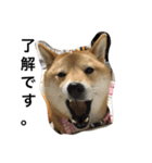 柴犬ナナの日常です！（個別スタンプ：16）