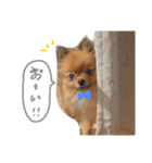 むぎのスタンプだわん（個別スタンプ：4）