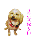 なんだかクセになる犬たち（個別スタンプ：18）