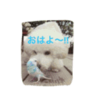 ぱぴぷうちゃんのご挨拶（個別スタンプ：1）