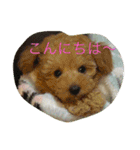 ぱぴぷうちゃんのご挨拶（個別スタンプ：2）