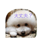 ぱぴぷうちゃんのご挨拶（個別スタンプ：13）