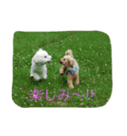 ぱぴぷうちゃんのご挨拶（個別スタンプ：16）