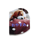 キャバリアのももちゃん（個別スタンプ：2）