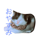 スエさんです（個別スタンプ：4）