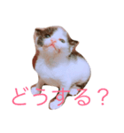 スエさんです（個別スタンプ：5）