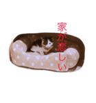 スエさんです（個別スタンプ：8）