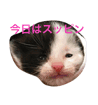 スエさんです（個別スタンプ：14）