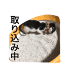 スエさんです（個別スタンプ：15）