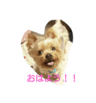 kswaii dog（個別スタンプ：1）