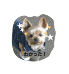 kswaii dog（個別スタンプ：9）