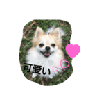 kswaii dog（個別スタンプ：10）