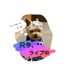 kswaii dog（個別スタンプ：12）