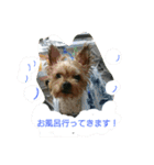 kswaii dog（個別スタンプ：13）