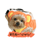 kswaii dog（個別スタンプ：14）