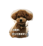 kswaii dog（個別スタンプ：16）