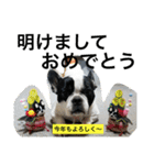 こいものスタンプ（個別スタンプ：40）