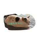 猫と時々男子（個別スタンプ：3）