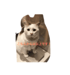猫と時々男子（個別スタンプ：5）