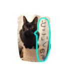 猫と時々男子（個別スタンプ：6）