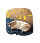 猫と時々男子（個別スタンプ：7）