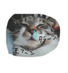 ハッピーセット（個別スタンプ：6）