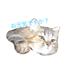 しーまてらす さいべりにゃんず（個別スタンプ：5）
