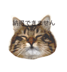 しーまてらす さいべりにゃんず（個別スタンプ：7）