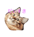 しーまてらす さいべりにゃんず（個別スタンプ：8）
