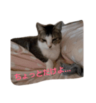 にゃーーーー！（個別スタンプ：1）