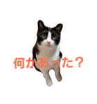 にゃーーーー！（個別スタンプ：3）