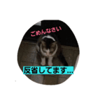 にゃーーーー！（個別スタンプ：5）