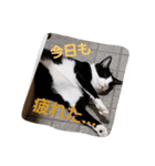 にゃーーーー！（個別スタンプ：7）