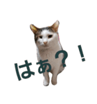 にゃーーーー！（個別スタンプ：8）