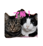 にゃーーーー！（個別スタンプ：11）