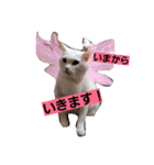 にゃーーーー！（個別スタンプ：12）