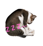 にゃーーーー！（個別スタンプ：13）