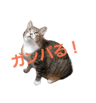 にゃーーーー！（個別スタンプ：15）