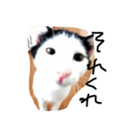 可愛い猫達とその仲間（個別スタンプ：1）