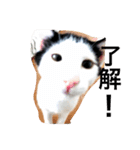 可愛い猫達とその仲間（個別スタンプ：2）
